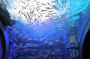 北の大地の水族館（山の水族館）