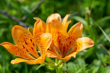 ワッカ原生花園（約60分）