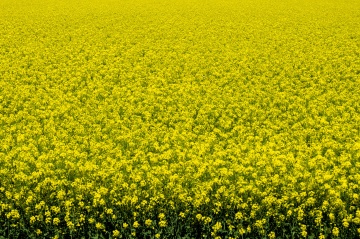 江部乙（えべおつ）地区の菜の花畑