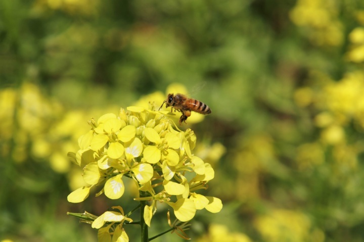 Explore Stunning Canola Fields with a Local Driver! – Canola Flower Taxi