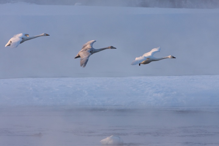 Swan migration site - you might be lucky enough to see them!