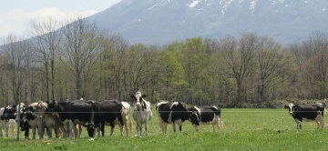 Niseko Takahashi Dairy Farm