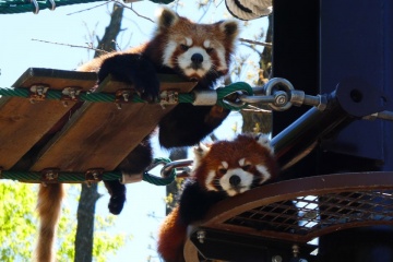 旭山動物園