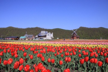 かみゆうべつチューリップ公園