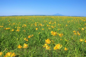 サロベツ湿原センター