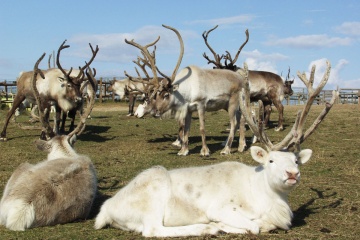 Tonakai Reindeer Ranch<br />
