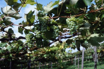 OSA WINERY［約90分］