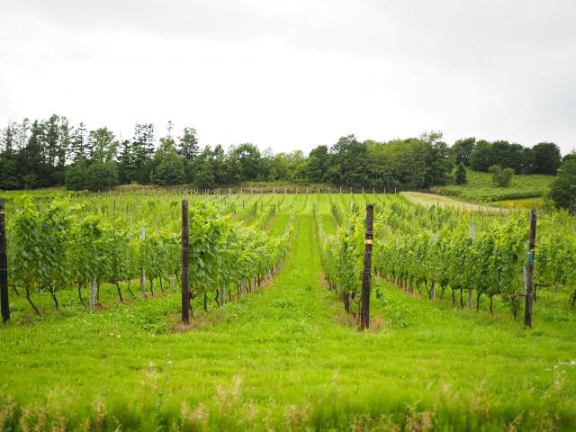 Housui Winery (Iwamizawa City)