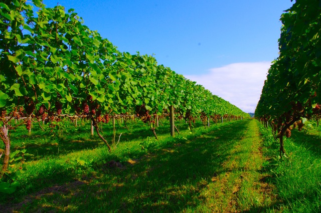 YAMAZAKI WINERY (Mikasa City)