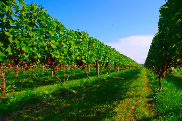 YAMAZAKI WINERY（道央・三笠市）