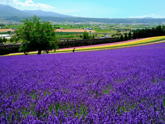 Lavender fields