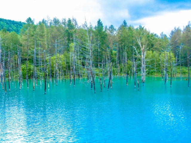 [Northern Hokkaido] Hills of Biei/Shirogane Blue Pond (Biei Town)