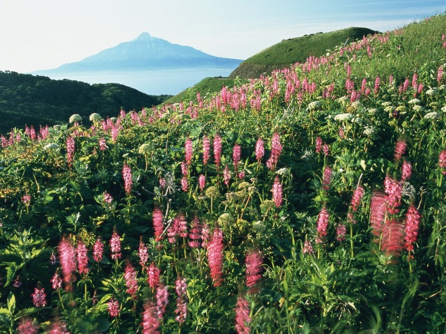 [Northern Hokkaido] Rishiri Island, Rebun Island