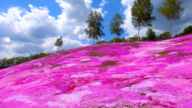 [Eastern Hokkaido/Central Hokkaido] Moss phlox (Takinoue Town, Higashimokoto Town, Kutchan Town)