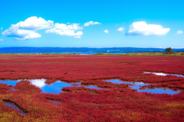 【道東】能取湖のサンゴ草（網走市）