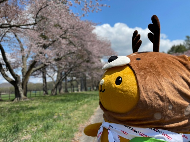 日本有数の馬産地と圧巻の桜並木！春の新ひだか町を満喫♪