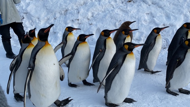 ペンギンの散歩