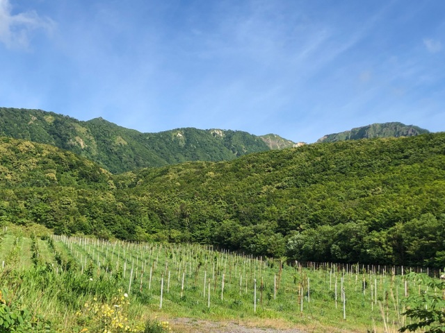 島に広がるぶどう畑