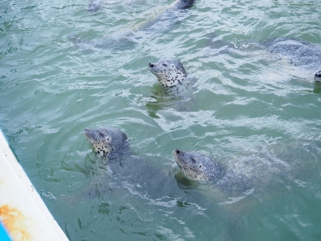 ノシャップ寒流水族館