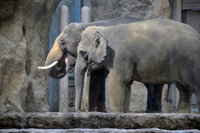 札幌市円山動物園