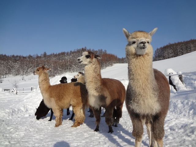 ビバアルパカ牧場