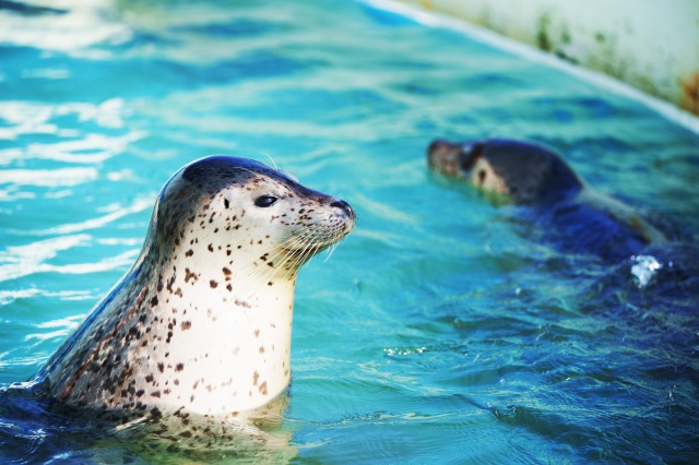 ノシャップ寒流水族館