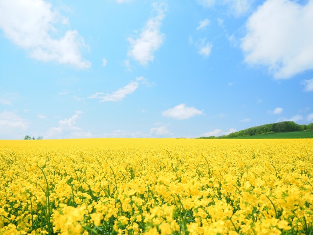 安平町菜の花畑