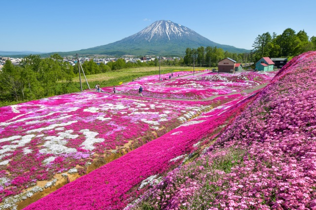 三島さんの芝ざくら庭園