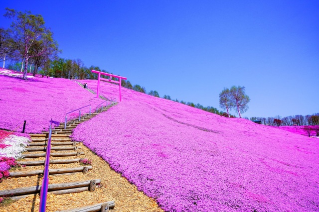 ひがしもこと芝桜公園