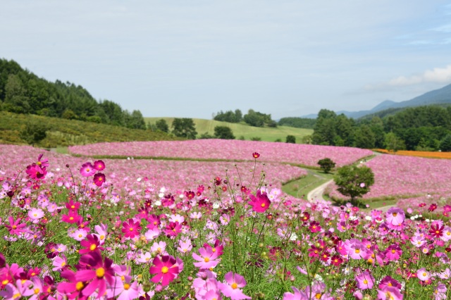 Cosmos Fields