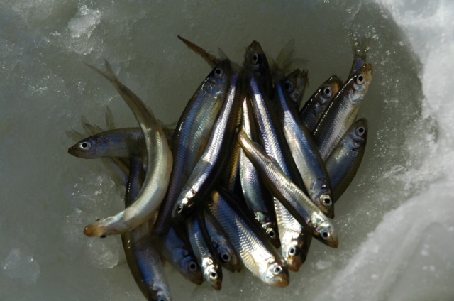 Smelt Ice-fishing
