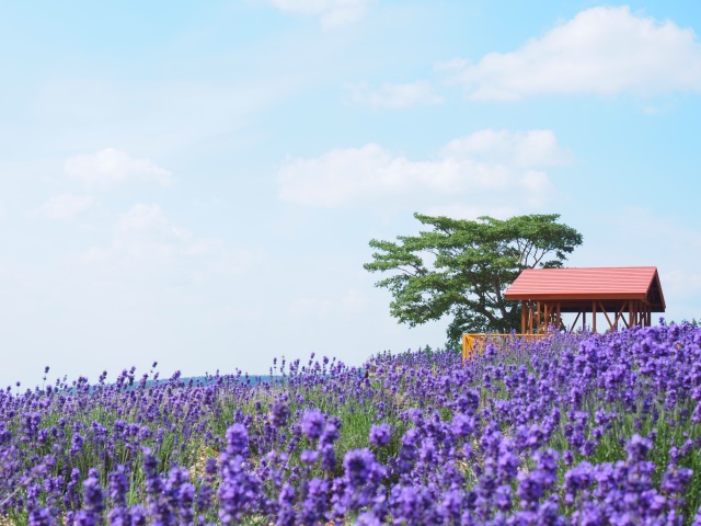 Rokugou Viewing Platform