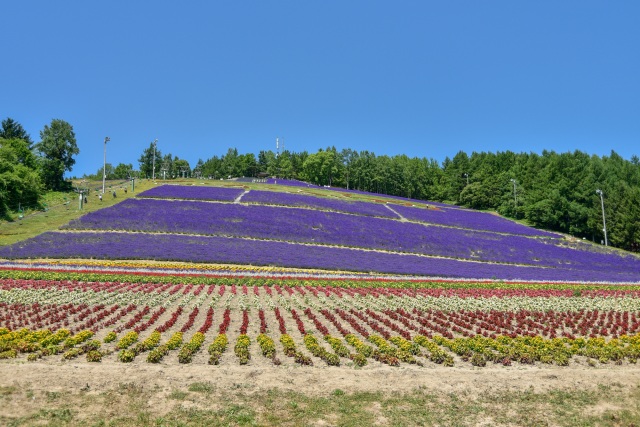 Hokuseiyama Lavender Fields