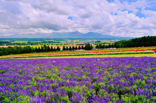 Flower Land上富良野