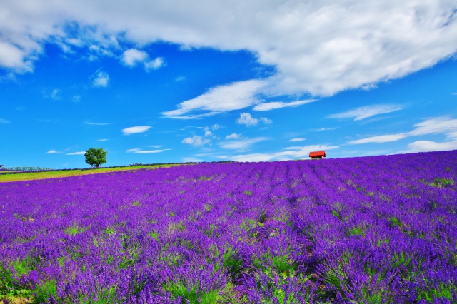 Hinode Lavender Garden