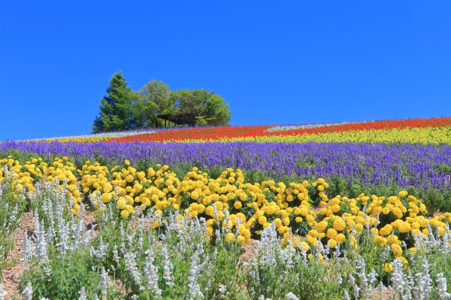 菅野农场