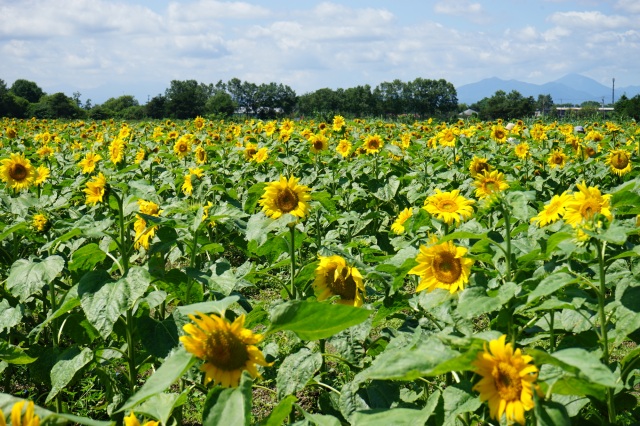 Chitose Ogawa Farm