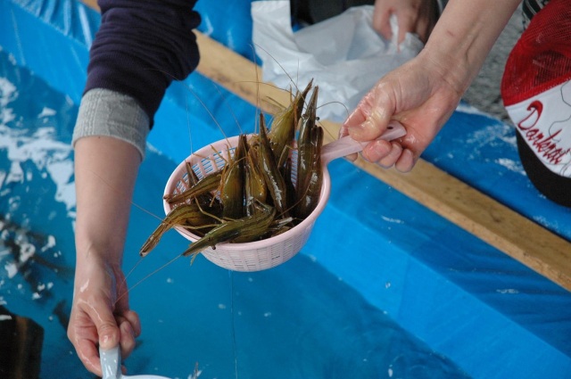 Odaito虾节
