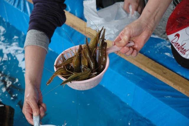 Odaitou Shrimp Festival