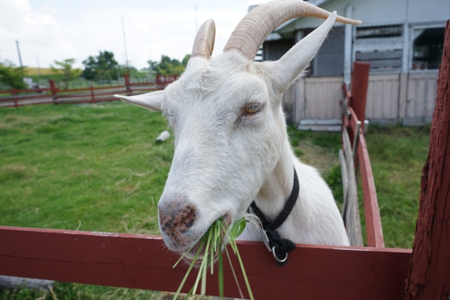 Farms Chiyoda Fureai Farm (Biei Town)