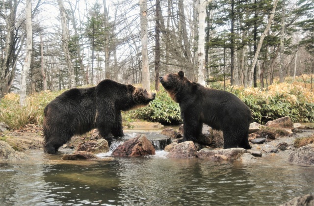 Sahoro Resort Bear Mountain (Shintoku Town)