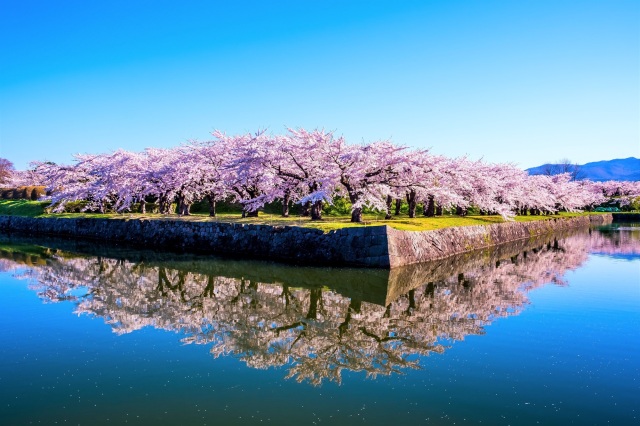 Cherry blossom