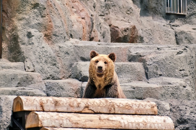 動物園