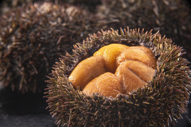 Spring sea urchin