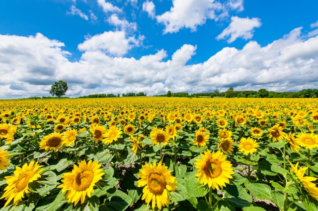 Sunflower