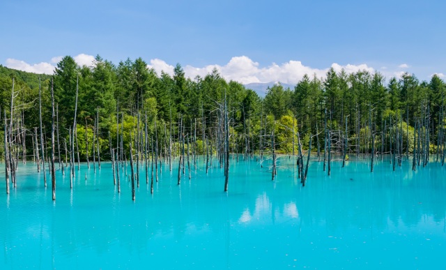 青い池