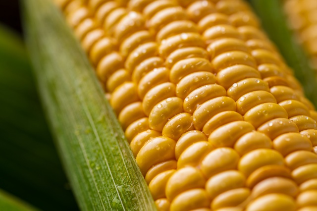 Corn