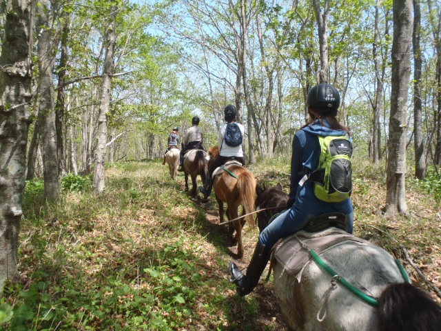 Horse Trekking
