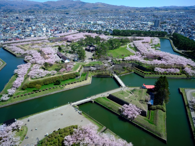 ピンク色に染まる春の五稜郭