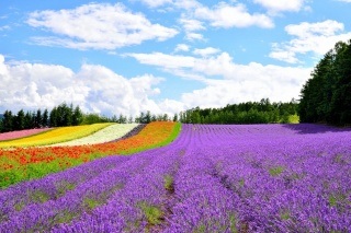 Lavender field